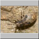 Heteroptera sp - Wanze 01b 3mm Lehmkuhle.jpg